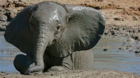 A Tiny Baby Elephant Attempts to Climb a Steep Riverbank After Enjoying ...