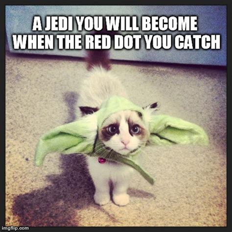 Yoda Cat - Imgflip