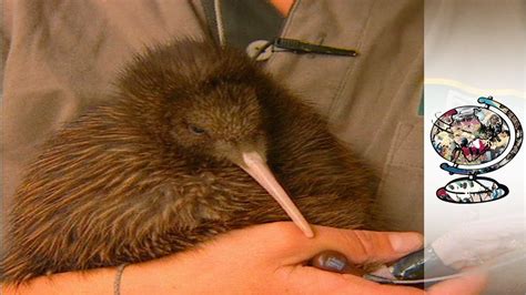 Kiwis: Saving The World's Cutest Endangered Birds - YouTube