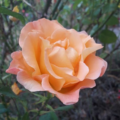 Rose saumon Amazing, Flowers, Plants, Gardens, Plant, Royal Icing ...