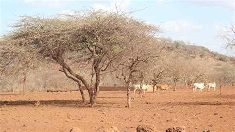 Adaptation at Scale in Semi-Arid Regions - Tyndall Centre for Climate Change Research