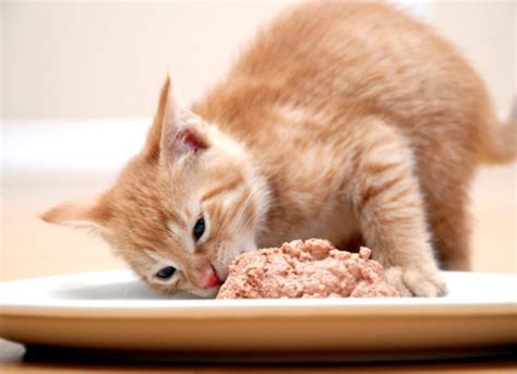 Why Is My Cat Always Hungry? | PetMD