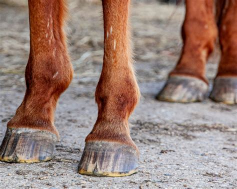 L’abcès du sabot chez le cheval : symptômes et traitements