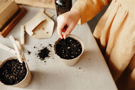 How To Plant Seeds In A Pot | Chicago Land Gardening