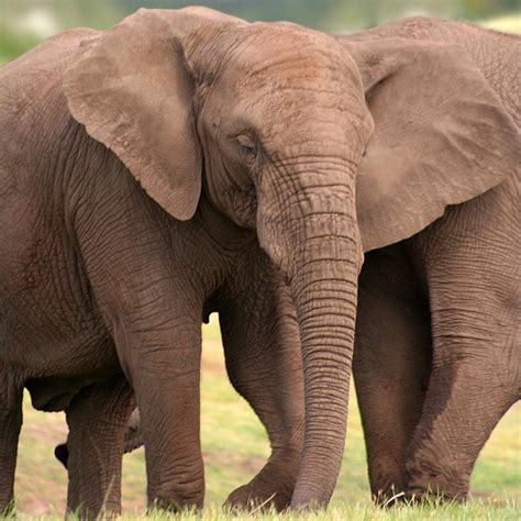 Intense Ivory Poaching Leads to Rapid Evolution of Tuskless African Elephants