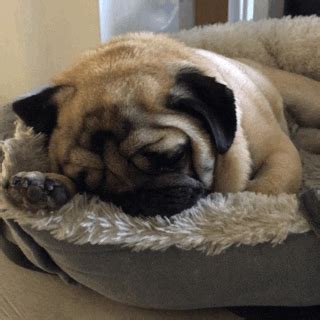 Sleeping Dogs Game GIFs - Find & Share on GIPHY