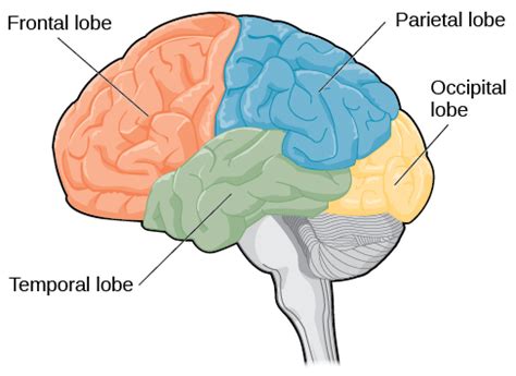 Lobes of the Brain – General Psychology