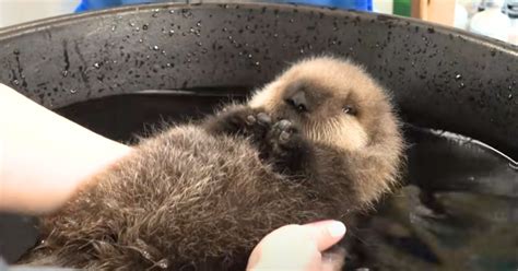 Baby otter adorably ‘protests’ when zookeeper tries to make him go in water