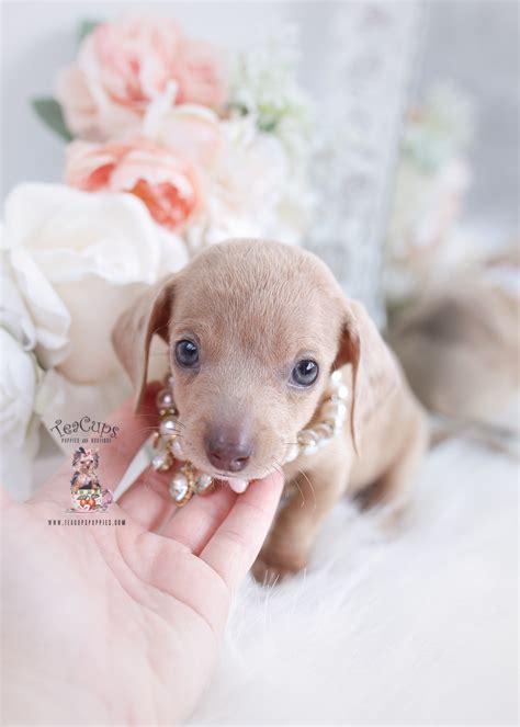 Miniature Dachshund Puppies | Teacup Puppies & Boutique