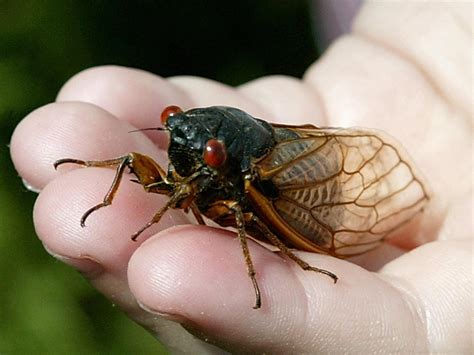 Cicada - Cicada (disambiguation) - JapaneseClass.jp