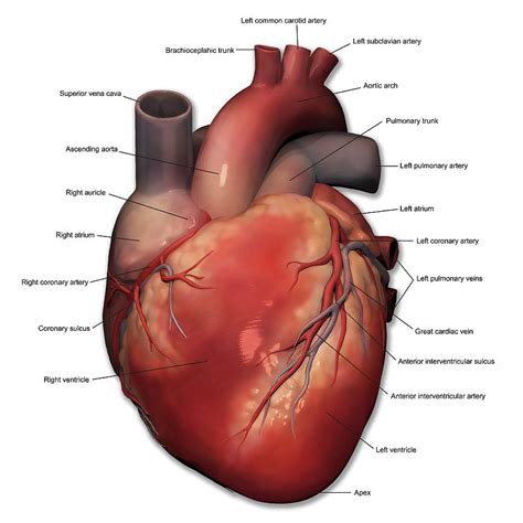 Anterior View Of Human Heart Anatomy Photograph by Alayna Guza - Fine Art America