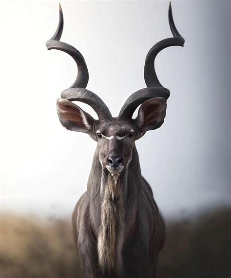 Greater Kudu Especie Animal, Mundo Animal, Animal Pics, African Wildlife, African Animals ...