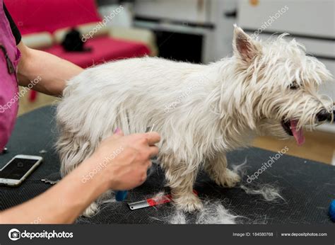 Dog West Highland White Terrier Grooming Stock Photo by ©Serg0403 184580768