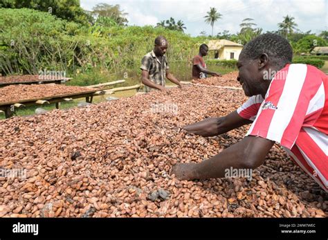 GHANA, Eastern region, Nkawkaw, cocoa farm , harvest and processing ...