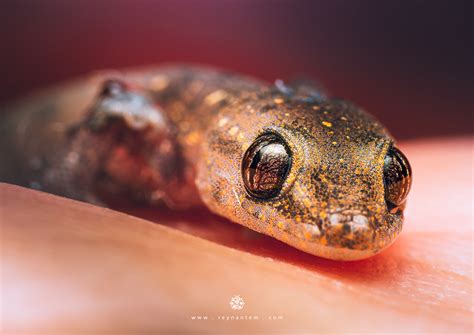 Hemidactylus :: Behance