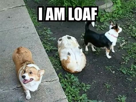 Corgi funnies Funny Animal Pictures, Cute Funny Animals, Dog Pictures, Funny Cute, Funny Dogs ...