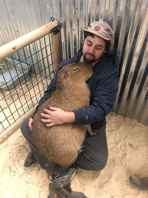 Because its my cake day heres my favorite picture of me with a snuggly capybara | Capybara, Cute ...