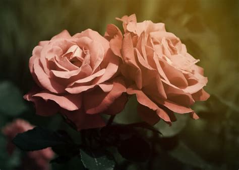 Rose Facts | The History of Roses: Why Are They So Romantic?