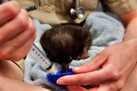 Echidna puggle found in mulch pile on the mend | Upper Yarra Star Mail