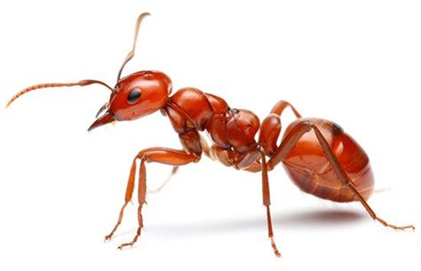 ant - Students | Britannica Kids | Homework Help