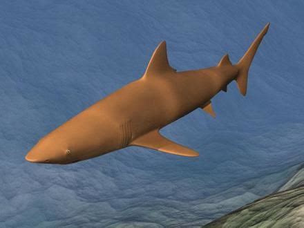 Copper shark - Alchetron, The Free Social Encyclopedia