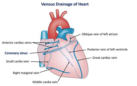 Venous Drainage of Heart – Anatomy QA