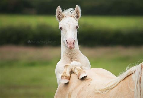 funny foal | Baby horses, Horses, Foals