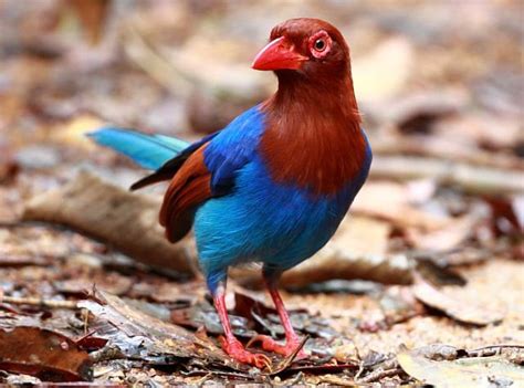 Birds admire the mesmerizing beauty of the Sri Lankan Blue Magpies ...