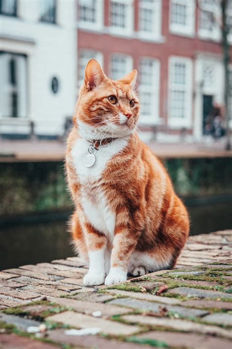 27+ Cats Pictures | Download Free Images on Unsplash