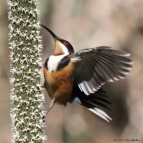 186 Eastern Spinebill Greater Glider Conservation Area Alexandra Hills 13 May 2016 comp - Wild ...