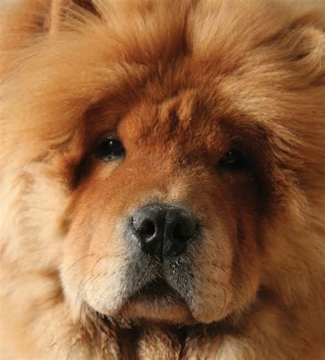 Learn About The Chow Chow Dog Breed From A Trusted Veterinarian