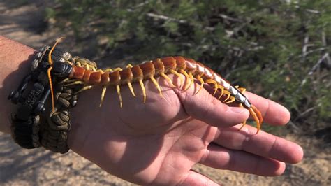 Giant Desert Centipede | Breaking Trail with Coyote Peterson | Animal Planet