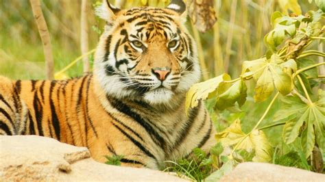 Bakgrundsbilder : djur-, vilda djur och växter, vild, Zoo, orange, ung, djungel, kattdjur ...