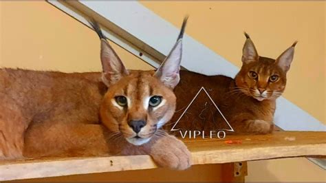 Caracal Pet - estrelaspessoais