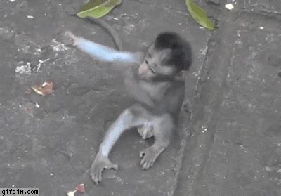 Hugs Monkeys GIF by Cheezburger - Find & Share on GIPHY