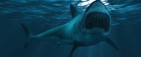 The Creature That Killed Off The Giant Megalodon Might Still Live in Our Oceans Today : ScienceAlert