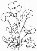 Coloring Pages Poppy Flower  Home sketch template