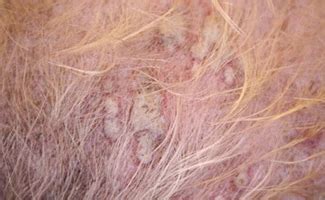 Staph Infection In Dogs: What Are The Signs And Treatment Options?