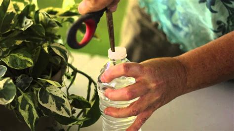 How to Make a Self-Contained Plant-Watering System for Vacation : Solving Plant Needs - YouTube