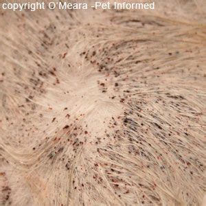 This flea picture shows the fur of a cat with a very severe flea infestation. The flea dirt is ...