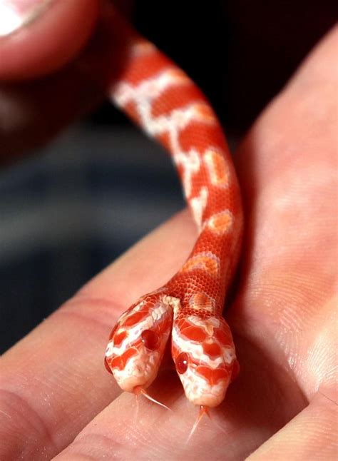 Pet owner shocked to discover a baby corn snake with TWO heads | Snake photos, Pretty snakes, Snake