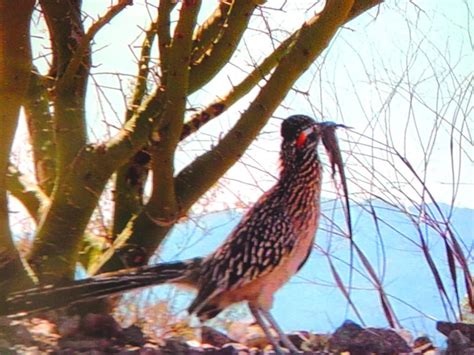 Photos: Wildlife in Lake Havasu City | Galleries | havasunews.com