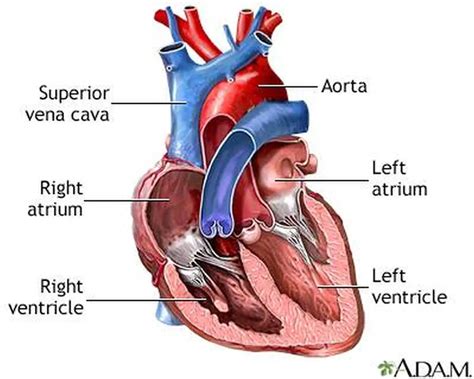 Pictures Of Chambers Of The HeartHealthiack