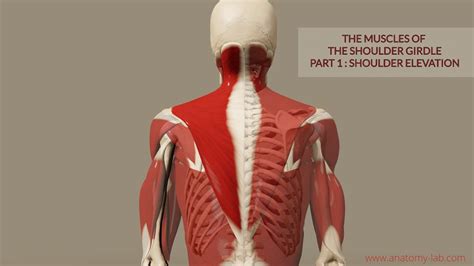 Muscles of the Shoulder Girdle 1- Part: Shoulder Elevation (3D Anatomy ...