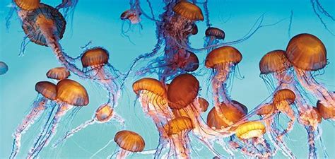 Oh Jellyfish, you are beautiful. But stop trying to take over the ocean. | Monterey bay aquarium ...