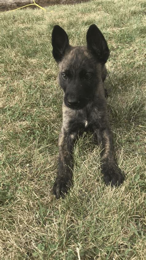 Dutch Shepherd Puppies For Sale | St. Clair Shores, MI #306977