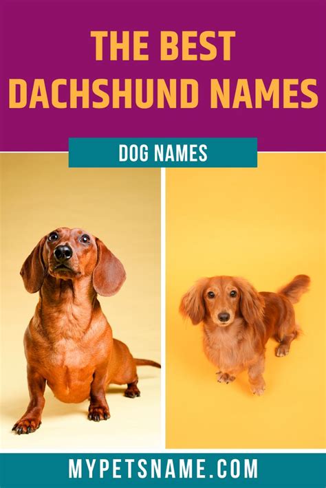 The Best Dachshund Names | Cute girl puppy names, Puppy girl names, Dachshund quotes