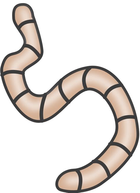 earthworm worm PNG transparent image download, size: 581x800px
