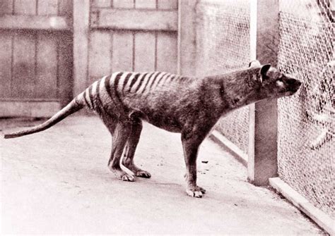 Tasmanian tiger: The plan to bring 'a dingo with a pouch' back from ...