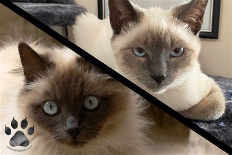 Comparing Siamese & Himalayan Cats: A Breed Guide